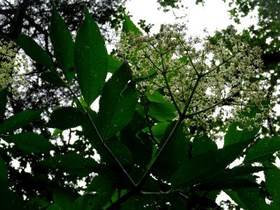 Inflorescences fleuries et feuilles du Sureau noir, Sambuc… 
