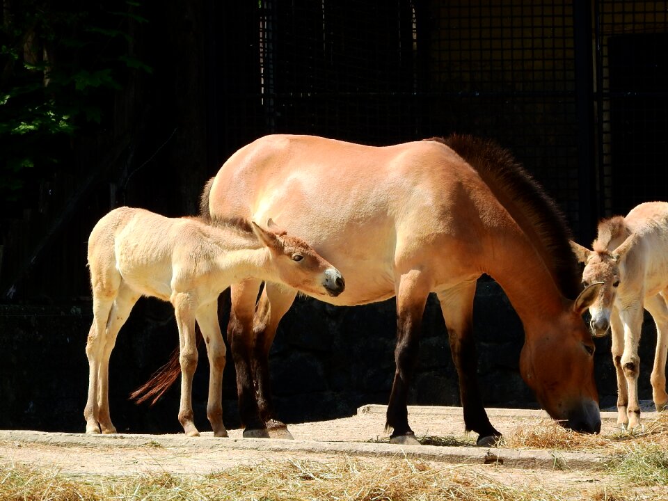 The prague zoo mongolian horse the takhi