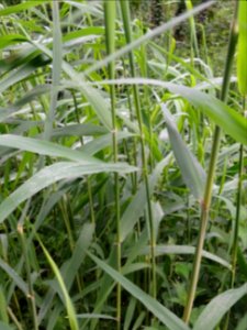 Roseau commun, Phragmites australis, Poacées 
