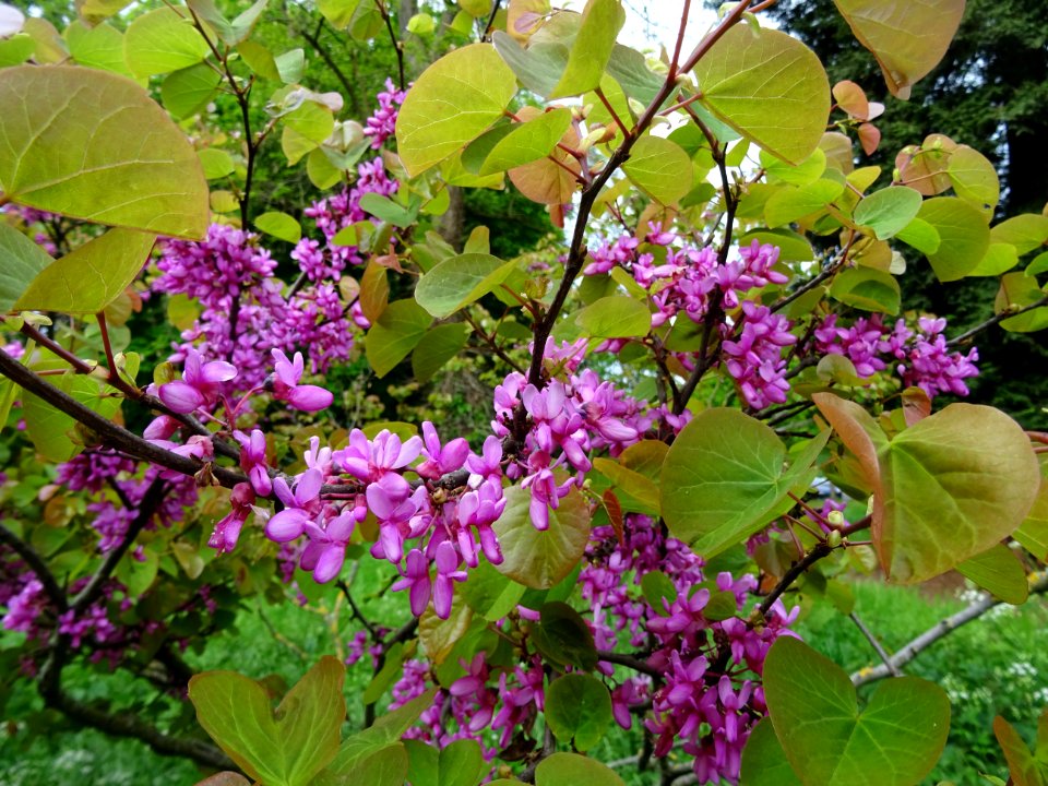 Fleurs et feuilles de l'Arbre de Judée, Cercis siliquastru… 