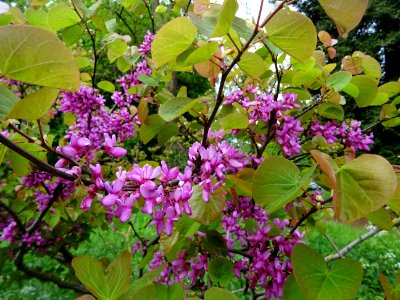 Fleurs et feuilles de l'Arbre de Judée, Cercis siliquastru… 