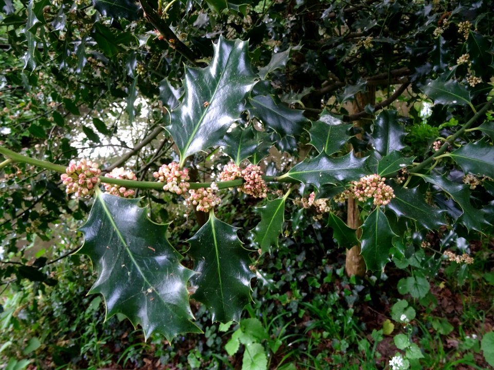 Fleurs et feuilles de Houx, Ilex aquifolium, Aquifoliacées… 