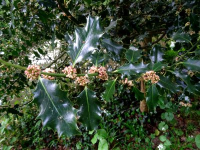 Fleurs et feuilles de Houx, Ilex aquifolium, Aquifoliacées… 