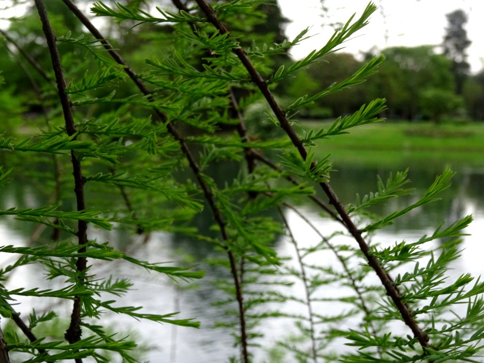 Rameaux feuillus de Cyprès chauve des marécages, Taxodium … 