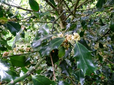 Fleurs et feuilles de Houx, Ilex aquifolium, Aquifoliacées… 