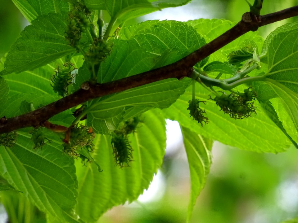 Feuilles et fruits du Mûrier noir, Morus nigra, Moracées 