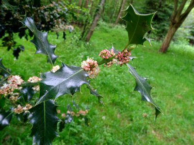 Fleurs et feuilles de Houx, Ilex aquifolium, Aquifoliacées… 