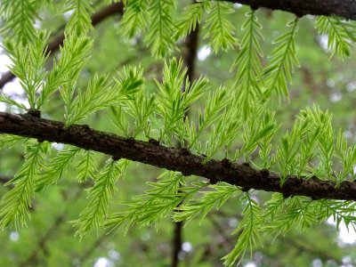 Rameaux feuillus de Cyprès chauve des marécages, Taxodium … 