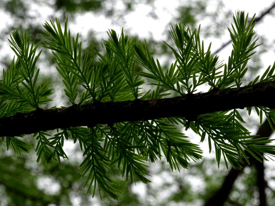 Rameaux feuillus de Cyprès chauve des marécages, Taxodium … 