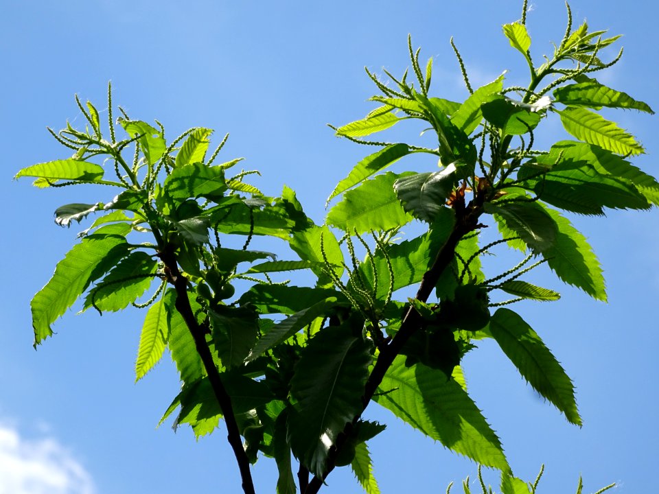 Feuilles et châtons mâles de Châtaignier commun, Castanea … 