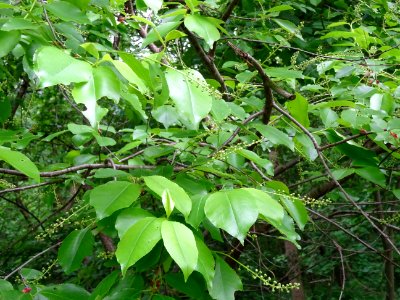 Feuilles et inflorescences dressées puis pendantes du Ceri… 