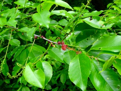 Feuilles et inflorescences du Cerisier tardif ou cerisier … 