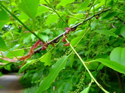Feuilles du Cerisier tardif ou cerisier noir, Prunus serot… 