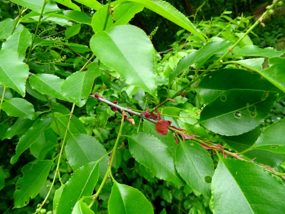 Feuilles du Cerisier tardif ou cerisier noir, Prunus serot… 