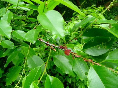 Feuilles du Cerisier tardif ou cerisier noir, Prunus serot… 