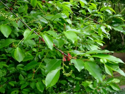 Feuilles et inflorescences dressées puis pendantes du Ceri… 