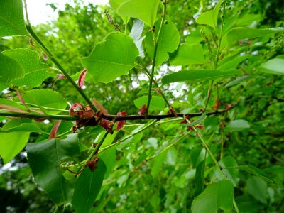 Feuilles du Cerisier tardif ou cerisier noir, Prunus serot… 