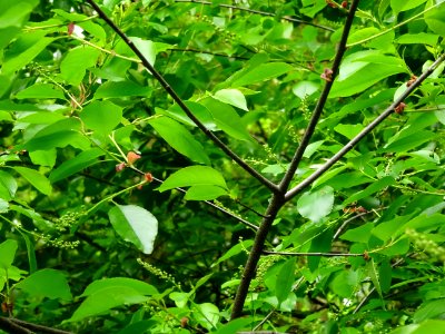 Feuilles et inflorescences du Cerisier tardif ou cerisier … 