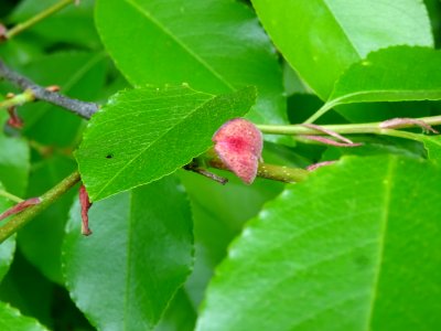 Feuilles du Cerisier tardif ou cerisier noir, Prunus serot… 