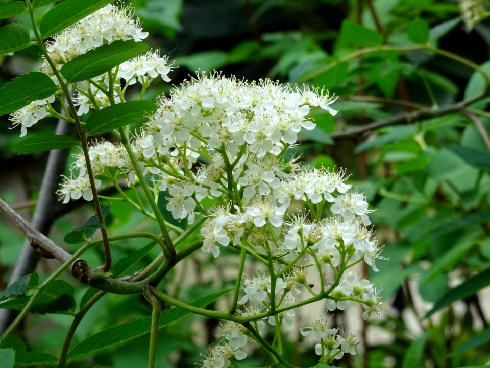 Fleurs du Sorbier des oiseleurs, Sorbus aucuparia, Malacée… 