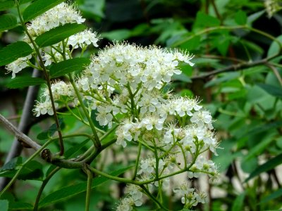 Fleurs du Sorbier des oiseleurs, Sorbus aucuparia, Malacée… 