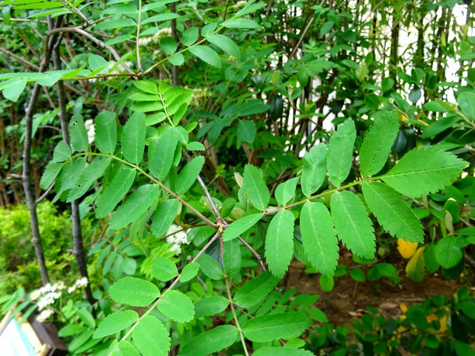 Feuilles du Sorbier des oiseleurs, Sorbus aucuparia, Malac… 