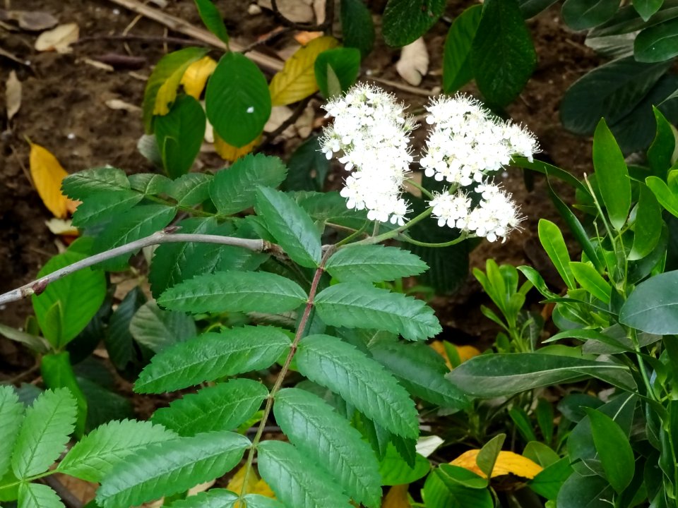 Fleurs et feuilles du Sorbier des oiseleurs, Sorbus aucupa… 