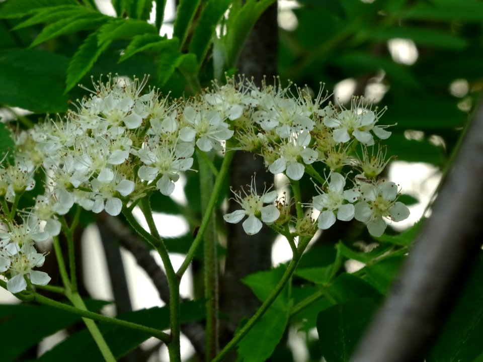 Fleurs du Sorbier des oiseleurs, Sorbus aucuparia, Malacée… 