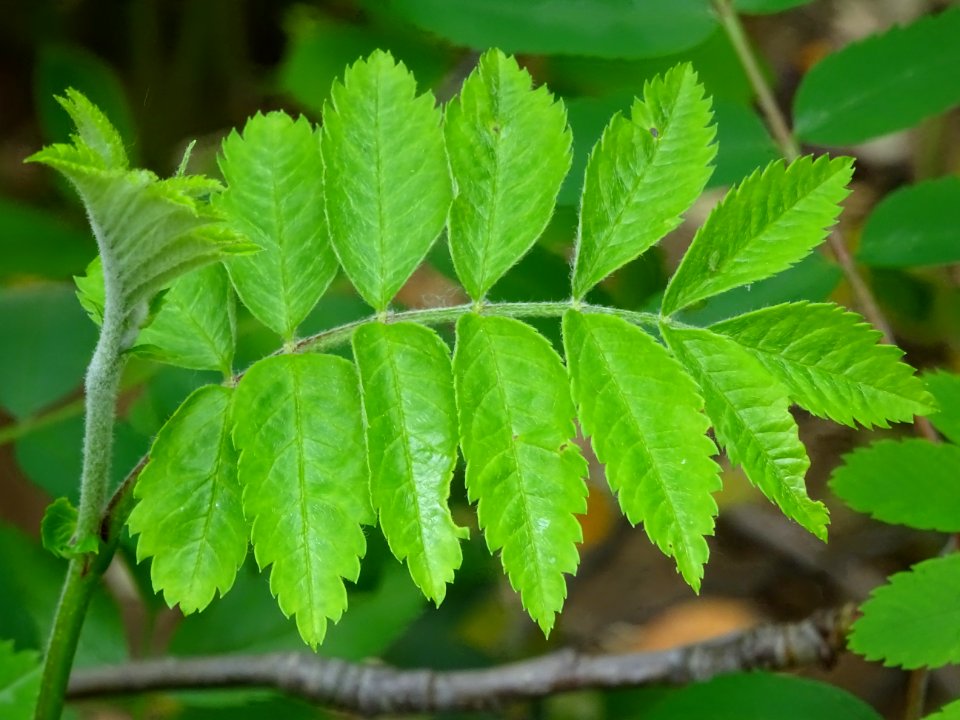 Feuilles du Sorbier des oiseleurs, Sorbus aucuparia, Malac… 