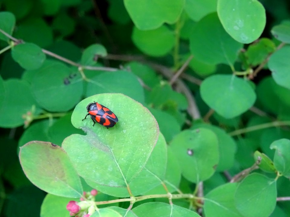 Symphorine rampante, Symphoricarpos mollis, Caprifoliacées… 