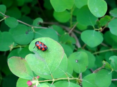 Symphorine rampante, Symphoricarpos mollis, Caprifoliacées… 