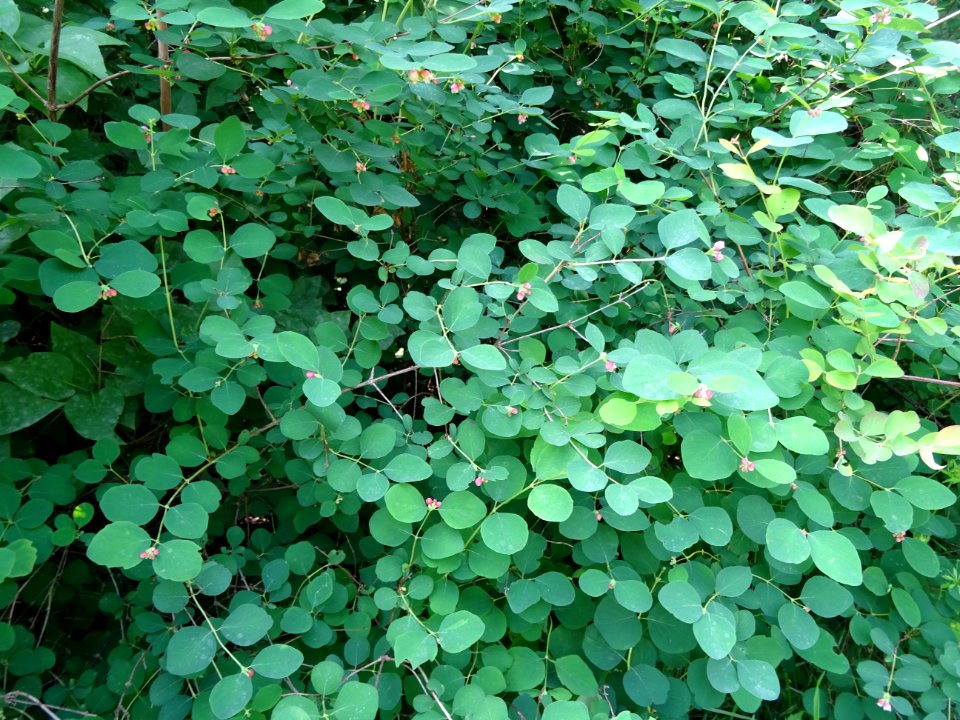 Symphorine rampante, Symphoricarpos mollis, Caprifoliacées… 