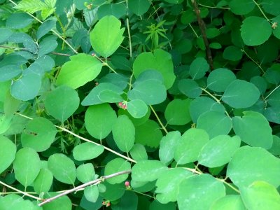 Symphorine rampante, Symphoricarpos mollis, Caprifoliacées… 