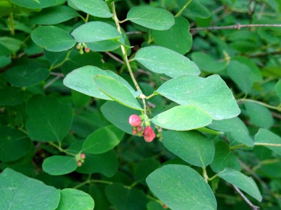 Symphorine rampante, Symphoricarpos mollis, Caprifoliacées… 