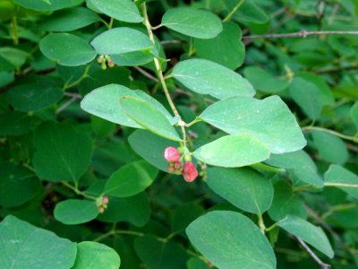 Symphorine rampante, Symphoricarpos mollis, Caprifoliacées… 
