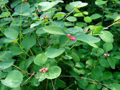 Symphorine rampante, Symphoricarpos mollis, Caprifoliacées… 