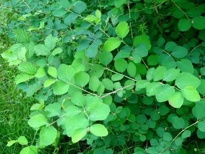 Symphorine rampante, Symphoricarpos mollis, Caprifoliacées… 