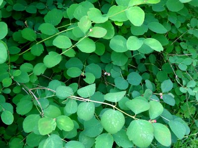 Symphorine rampante, Symphoricarpos mollis, Caprifoliacées… 