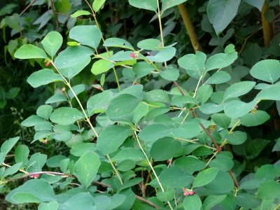 Symphorine rampante, Symphoricarpos mollis, Caprifoliacées… 