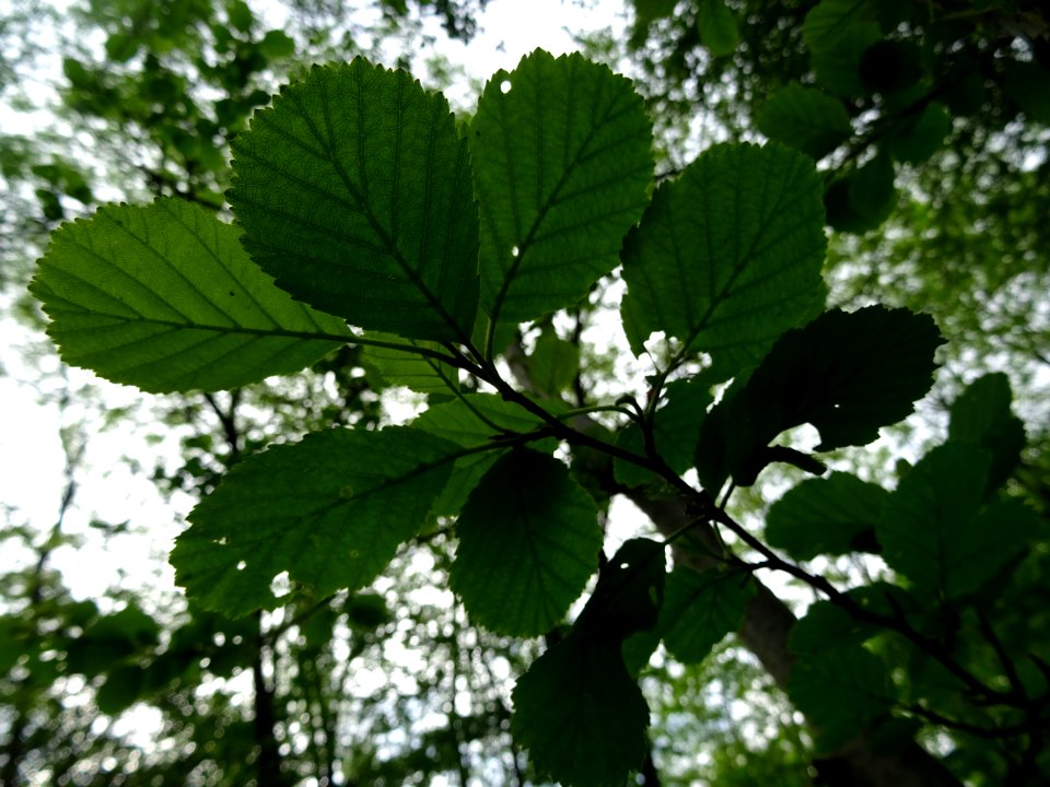 Feuilles de l'Aulne glutineux, Alnus glutinosa, Betulacées… 