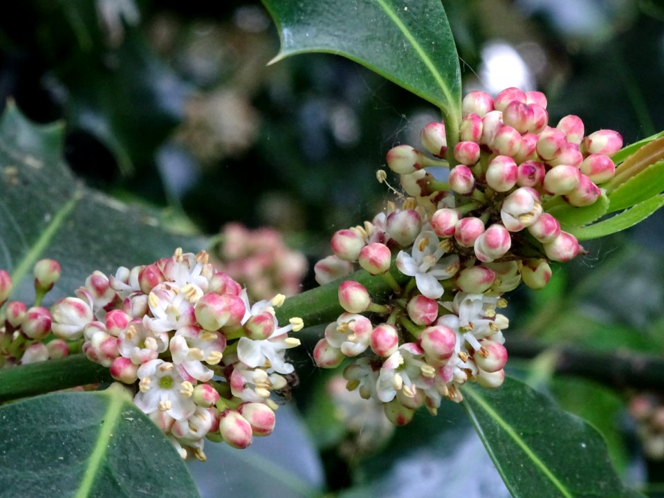 Fleurs et feuilles de Houx, Ilex aquifolium, Aquifoliacées… 