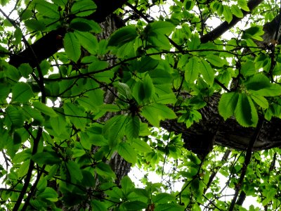 Feuilles de Châtaignier commun, Castanea sativa, Fagacées 