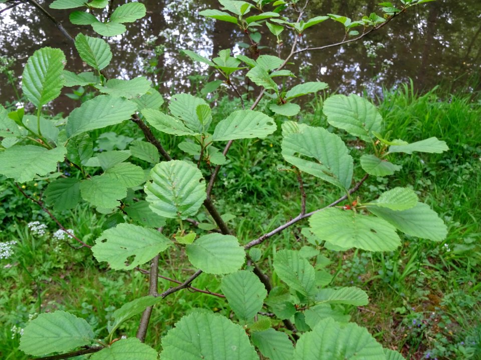 Feuilles de l'Aulne glutineux, Alnus glutinosa, Betulacées… 