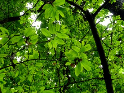 Feuilles de Châtaignier commun, Castanea sativa, Fagacées 