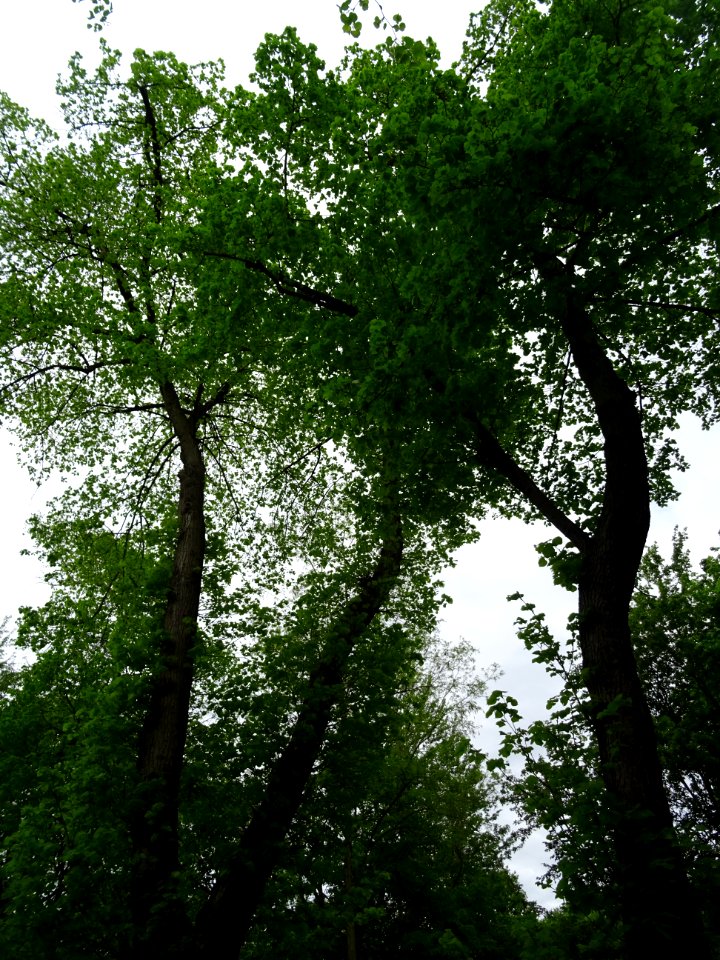 Tilleul à petites feuilles, Tilia cordata, Tiliacées 