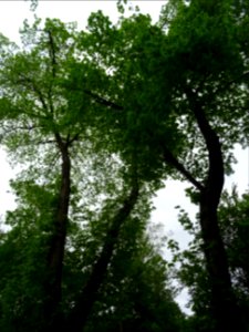 Tilleul à petites feuilles, Tilia cordata, Tiliacées 