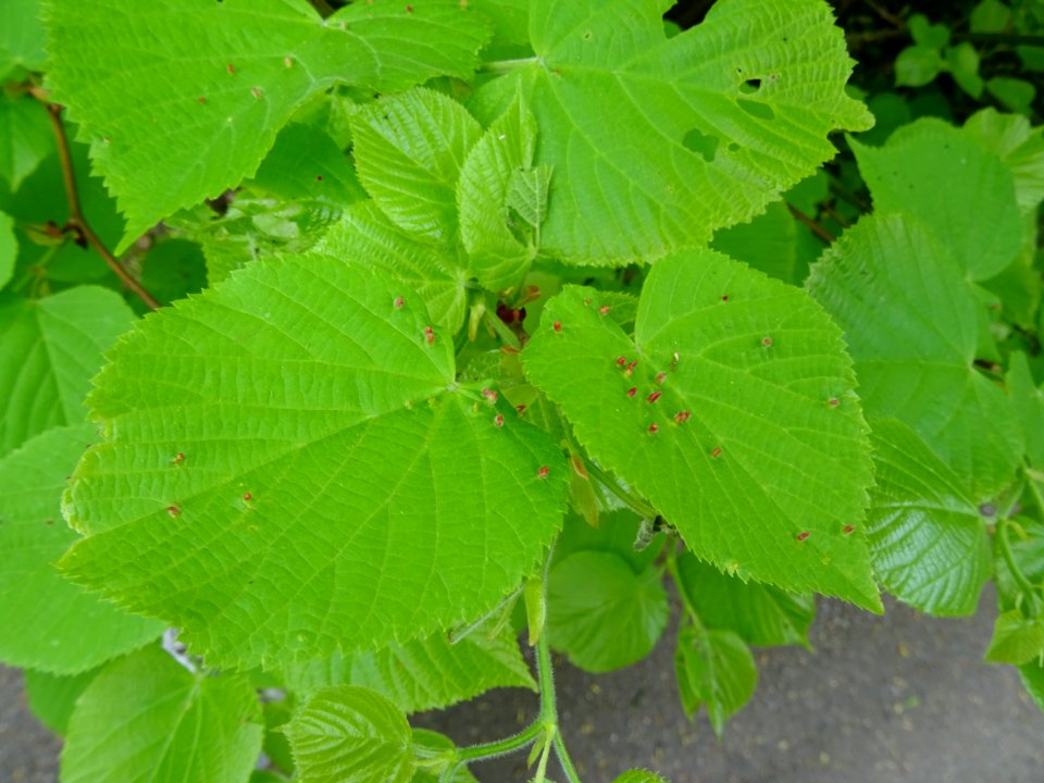 Feuilles avec galles (Eriophyes tiliae tiliae) du Tilleul … 