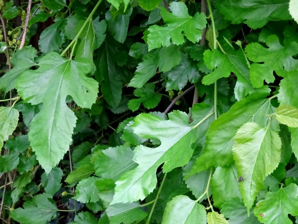 Feuilles du Murier pleureur, Morus alba pendula, Moracées 