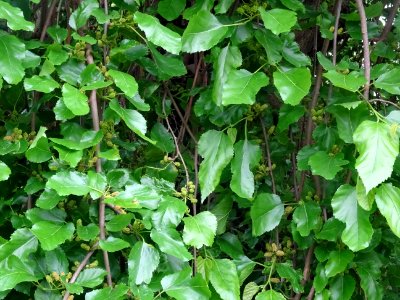 Feuilles et fruits du Murier pleureur, Morus alba pendula,… 