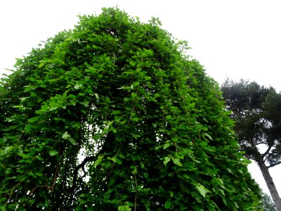 Murier pleureur, Morus alba pendula, Moracées 